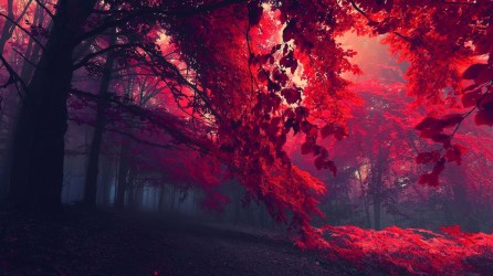 red-forest-trees-5_www.FullHDWpp.com_